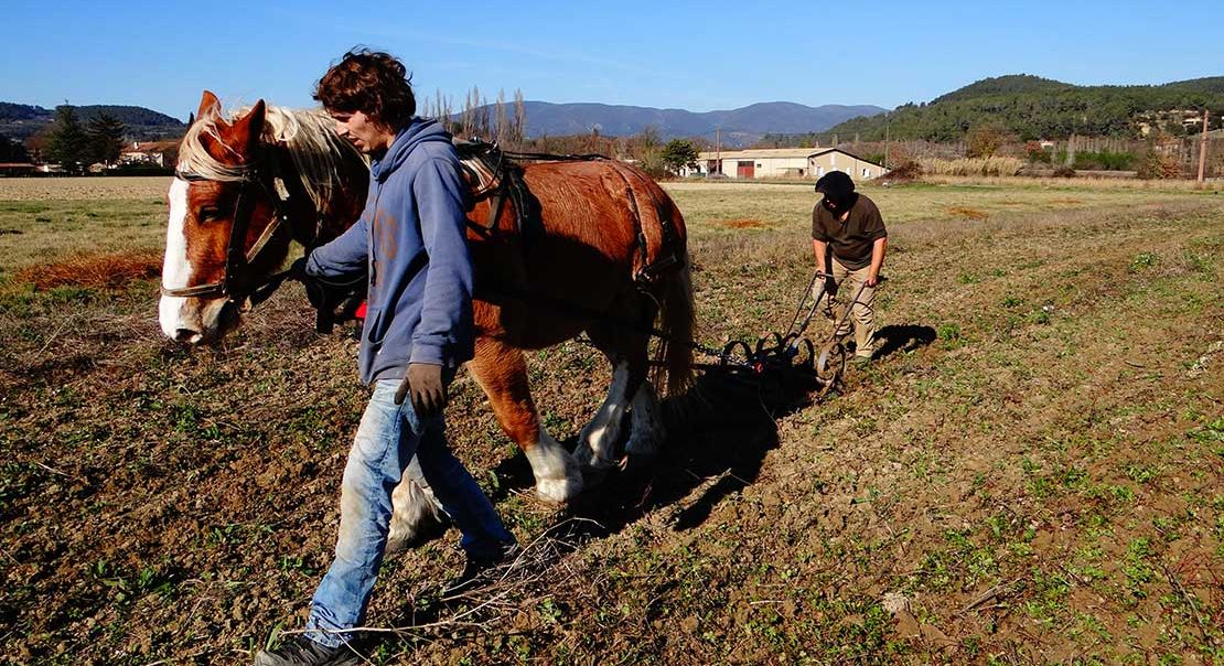 L'osiériculture