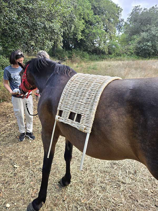 scelle-cheval-test2.jpg